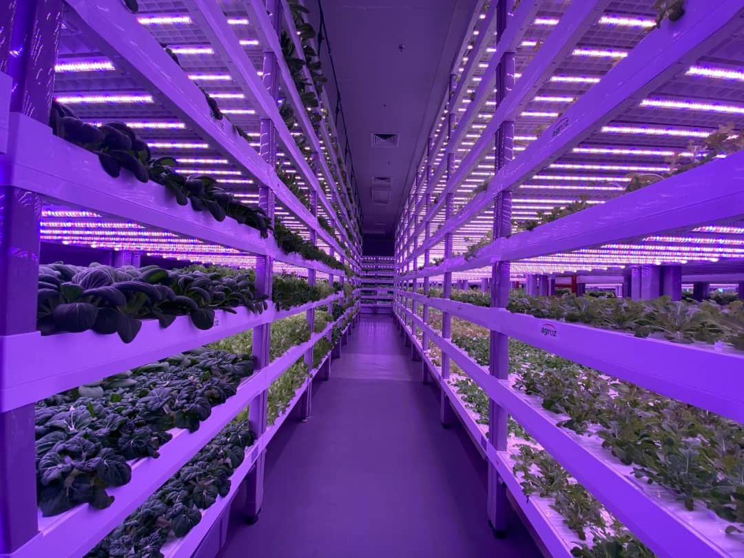 Aerial view of farmland